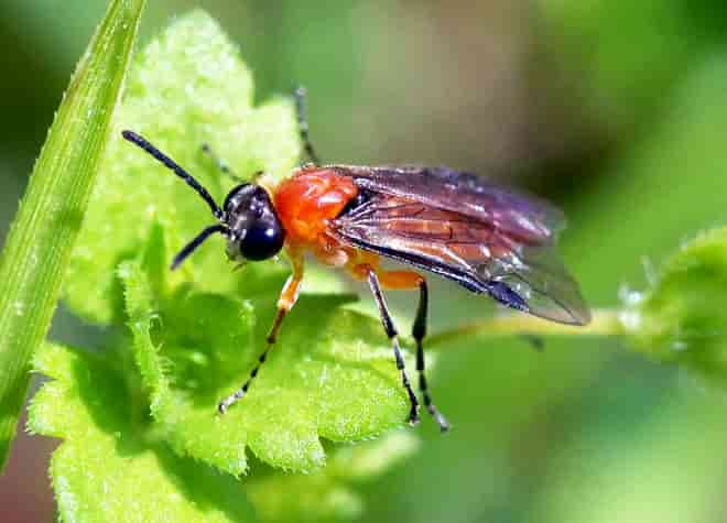 昆虫図鑑・ニホンカブラハバチ